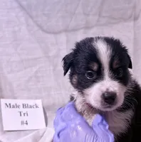 Chip - Black Tri #4, a male Australian Shepherd for sale in Colton, CA – 10 of 10