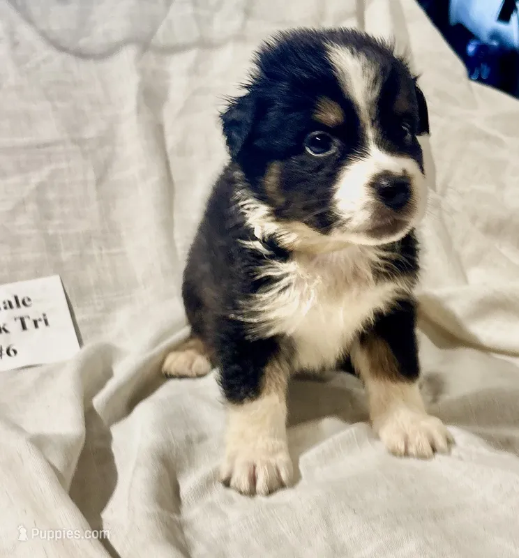 Black Tri #6 – Australian Shepherd puppy for sale in Colton, CA