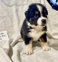 Ember - Black Tri #6, a female Australian Shepherd for sale in Colton, CA – 4 of 9