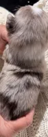 Red Merle #7, a male Australian Shepherd for sale in Colton, CA – 3 of 3