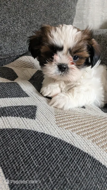 Diesel – Shih Tzu puppy for sale in Colton, CA