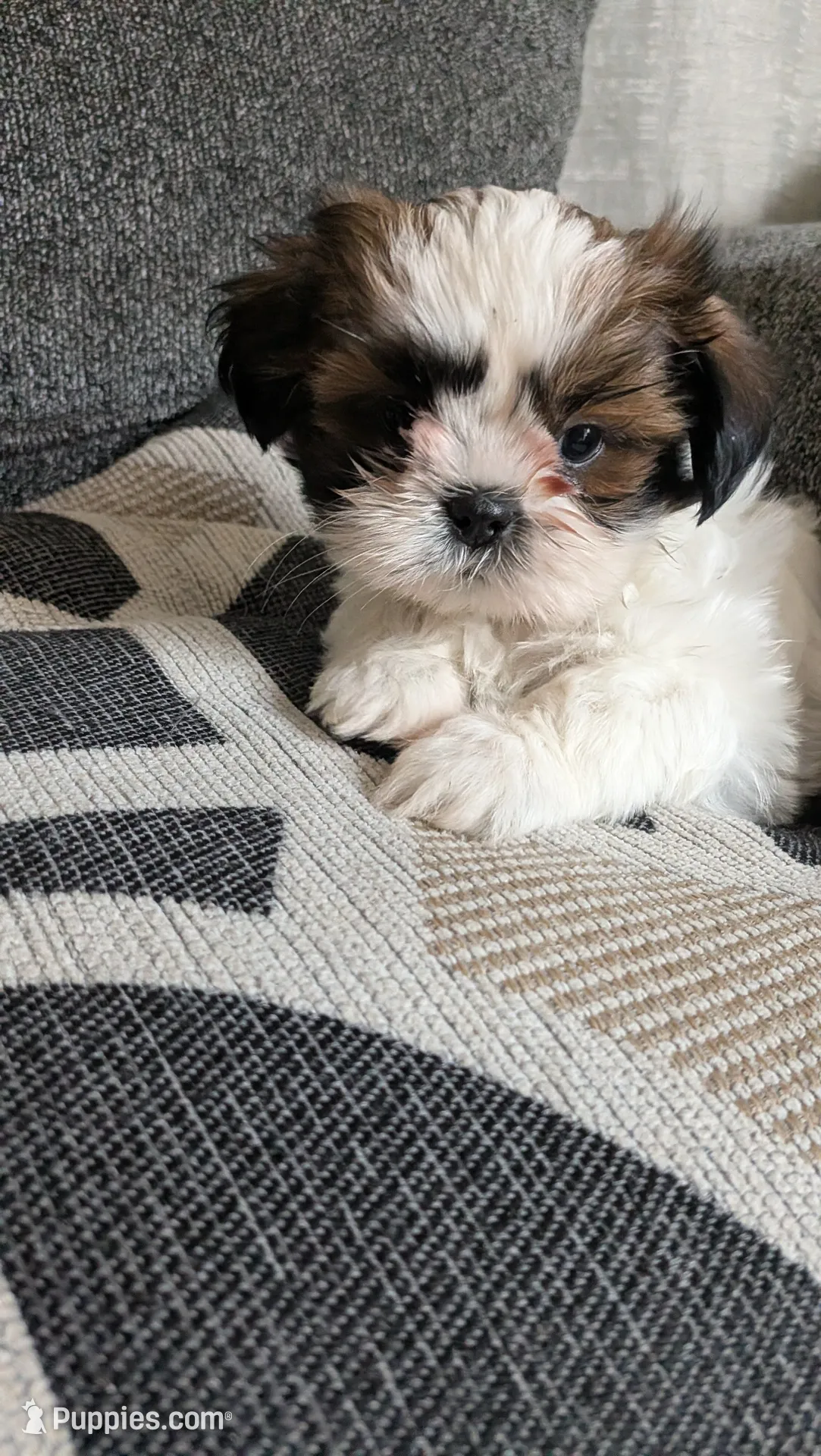 Diesel, a male Shih Tzu for sale in Colton, CA – 1 of 4