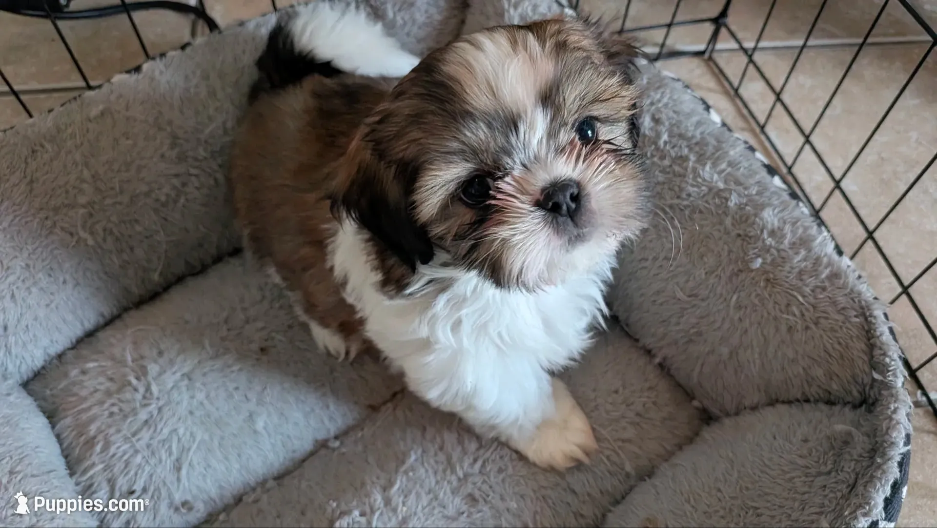 Teddy, a male Shih Tzu for sale in Colton, CA – 5 of 5