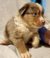 Red Merle #9, a male Australian Shepherd for sale in Colton, CA – 2 of 9