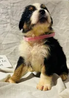 Black Tri #5, a female Australian Shepherd for sale in Colton, CA – 9 of 9