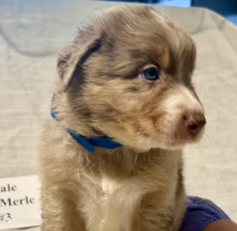 Red Merle #3 – Australian Shepherd puppy for sale in Colton, CA