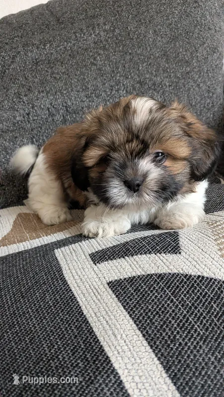 Bear, a male Shih Tzu for sale in Colton, CA – 1 of 5
