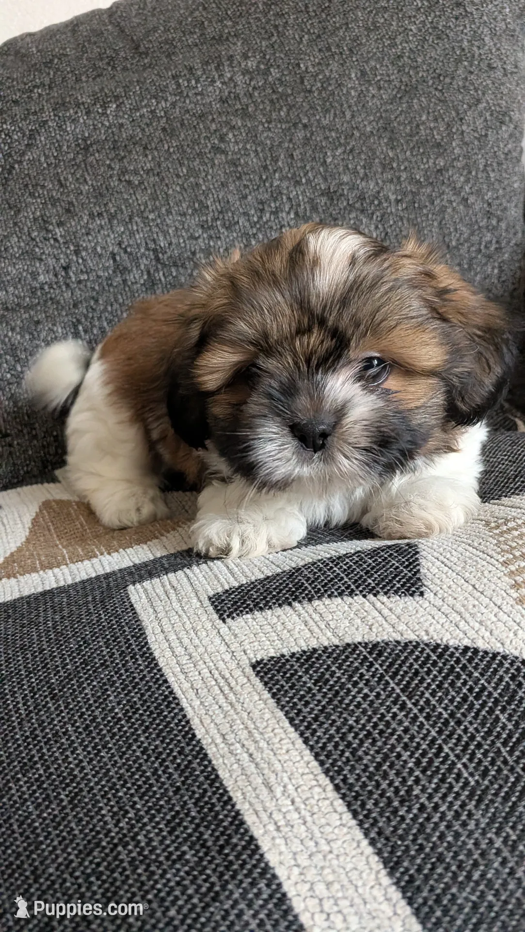 Bear, a male Shih Tzu for sale in Colton, CA – 1 of 5