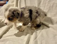 Blue Merle #8, a female Australian Shepherd for sale in Colton, CA – 8 of 10