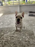 Puppy , a female French Bulldog for sale in Riverview, FL – 4 of 4