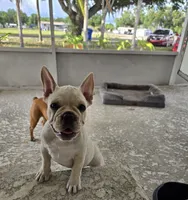 Puppy , a female French Bulldog for sale in Riverview, FL – 2 of 4