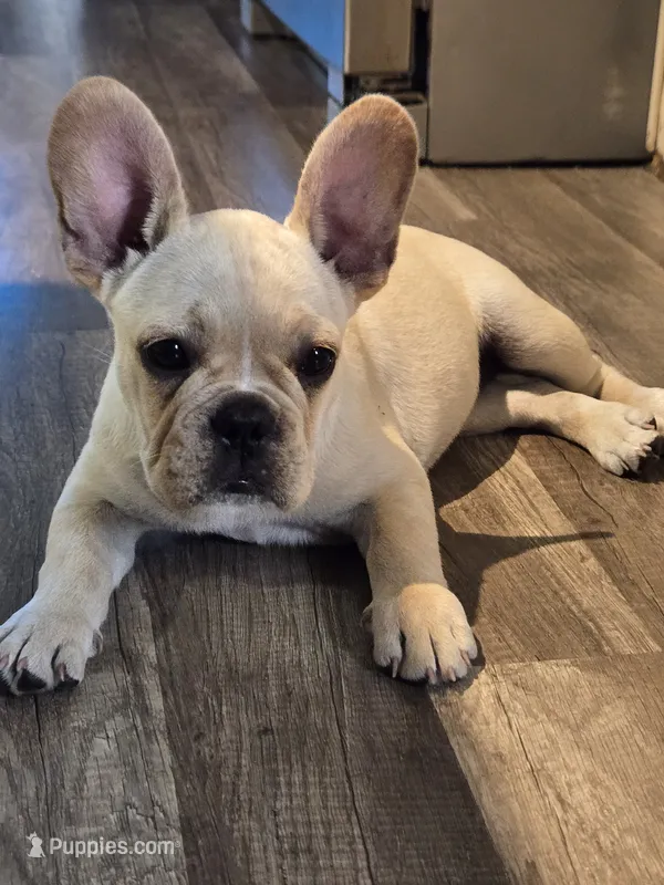 Puppy  – French Bulldog puppy for sale in Riverview, FL