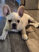 Puppy , a female French Bulldog for sale in Riverview, FL – 1 of 3