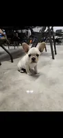 Puppy , a female French Bulldog for sale in Riverview, FL – 2 of 3