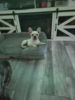 Puppy , a female French Bulldog for sale in Riverview, FL – 3 of 4