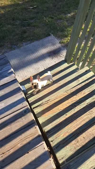 Puppy , a female French Bulldog for sale in Riverview, FL – 3 of 3