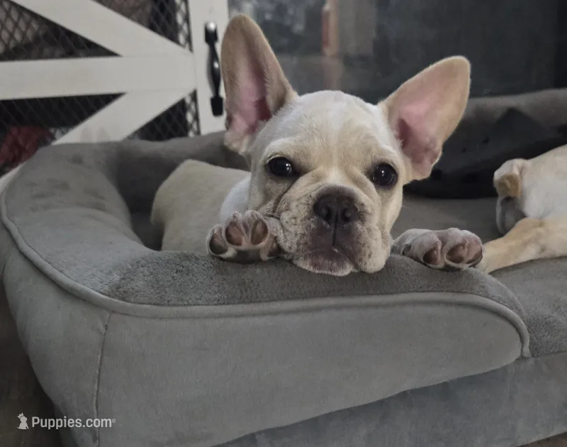 Puppy  – French Bulldog puppy for sale in Riverview, FL