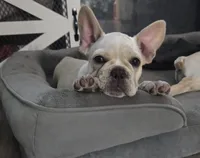 Puppy , a female French Bulldog for sale in Riverview, FL – 1 of 4