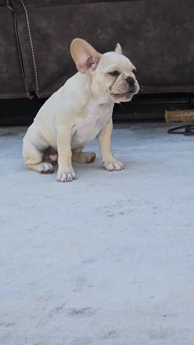 Puppy , a female French Bulldog for sale in Riverview, FL – 3 of 3