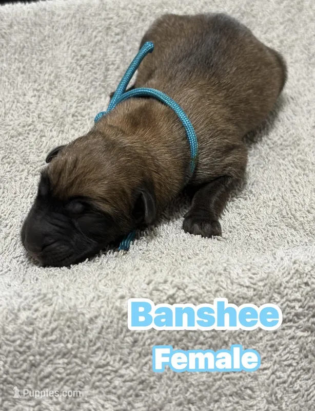 The St Patrick’s Day Litter Females – Belgian Malinois, Dutch Shepherd puppy for sale in Sebring, FL