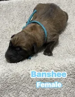 The St Patrick’s Day Litter Females, a female Belgian Malinois and Dutch Shepherd for sale in Sebring, FL – Photo 1 of 5