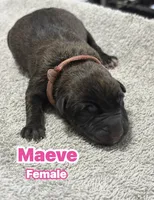 The St Patrick’s Day Litter Females, a female Belgian Malinois and Dutch Shepherd for sale in Sebring, FL – Photo 3 of 5