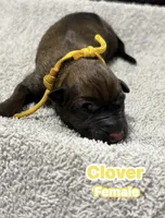 The St Patrick’s Day Litter Females, a female Belgian Malinois and Dutch Shepherd for sale in Sebring, FL – Photo 5 of 5
