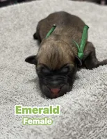 The St Patrick’s Day Litter Females, a female Belgian Malinois and Dutch Shepherd for sale in Sebring, FL – Photo 2 of 5