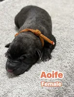 The St Patrick’s Day Litter Females, a female Belgian Malinois and Dutch Shepherd for sale in Sebring, FL – Photo 4 of 5