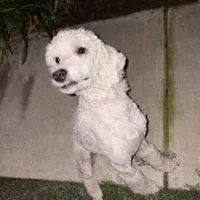 Zara, a female Poodle - Standard  for sale in Sebring, FL – Photo 1 of 4