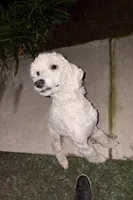 Zara, a female Poodle - Standard  for sale in Sebring, FL – Photo 1 of 4