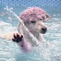 Zara, a female Poodle - Standard  for sale in Sebring, FL – Photo 4 of 4