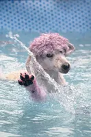 Zara, a female Poodle - Standard  for sale in Sebring, FL – Photo 4 of 4