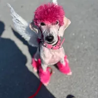 Zara, a female Poodle - Standard  for sale in Sebring, FL – Photo 3 of 4