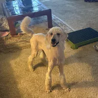 Zara, a female Poodle - Standard  for sale in Sebring, FL – Photo 2 of 4