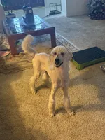 Zara, a female Poodle - Standard  for sale in Sebring, FL – Photo 2 of 4