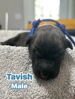 The St Patrick’s Day Litter Males, a male Belgian Malinois and Dutch Shepherd for sale in Sebring, FL – Photo 4 of 5