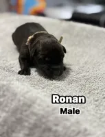 The St Patrick’s Day Litter Males, a male Belgian Malinois and Dutch Shepherd for sale in Sebring, FL – Photo 1 of 5