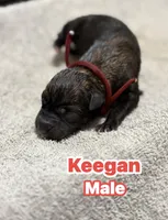 The St Patrick’s Day Litter Males, a male Belgian Malinois and Dutch Shepherd for sale in Sebring, FL – Photo 5 of 5