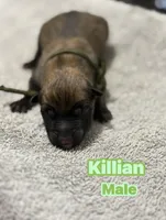 The St Patrick’s Day Litter Males, a male Belgian Malinois and Dutch Shepherd for sale in Sebring, FL – Photo 3 of 5