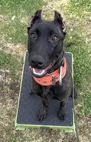 Fleeka, a female Perro de Presa Canario and Dutch Shepherd for sale in Sebring, FL – Photo 2 of 3