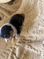Honey black male 1, a male Cardigan Welsh Corgi and Pembroke Welsh Corgi for sale in Rush Springs, OK – 3 of 4