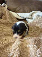 Honey black male 1, a male Cardigan Welsh Corgi and Pembroke Welsh Corgi for sale in Rush Springs, OK – 2 of 4