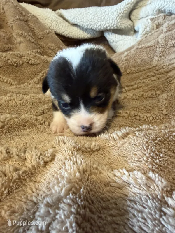 Honey black male 1 – Cardigan Welsh Corgi, Pembroke Welsh Corgi puppy for sale in Rush Springs, OK