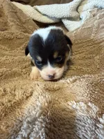 Honey black male 1, a male Cardigan Welsh Corgi and Pembroke Welsh Corgi for sale in Rush Springs, OK – 1 of 4