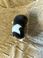 Honey black male 1, a male Cardigan Welsh Corgi and Pembroke Welsh Corgi for sale in Rush Springs, OK – 4 of 4