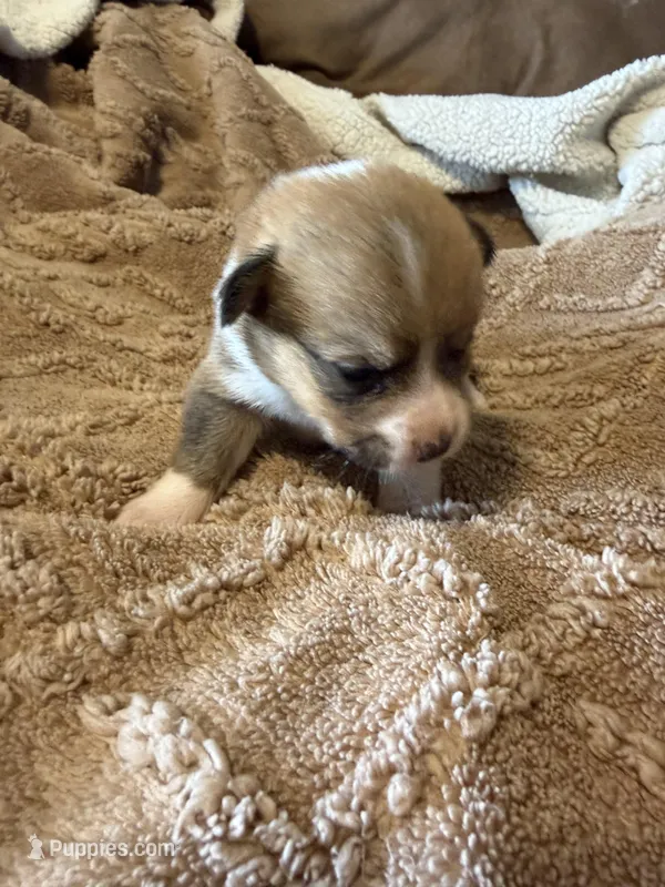 Honey brown male2 – Cardigan Welsh Corgi, Pembroke Welsh Corgi puppy for sale in Rush Springs, OK