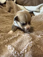 Honey brown male2, a male Cardigan Welsh Corgi and Pembroke Welsh Corgi for sale in Rush Springs, OK – 1 of 4