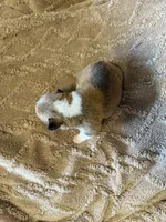 Honey brown male2, a male Cardigan Welsh Corgi and Pembroke Welsh Corgi for sale in Rush Springs, OK – 4 of 4