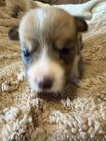 Honey brown male2, a male Cardigan Welsh Corgi and Pembroke Welsh Corgi for sale in Rush Springs, OK – 3 of 4